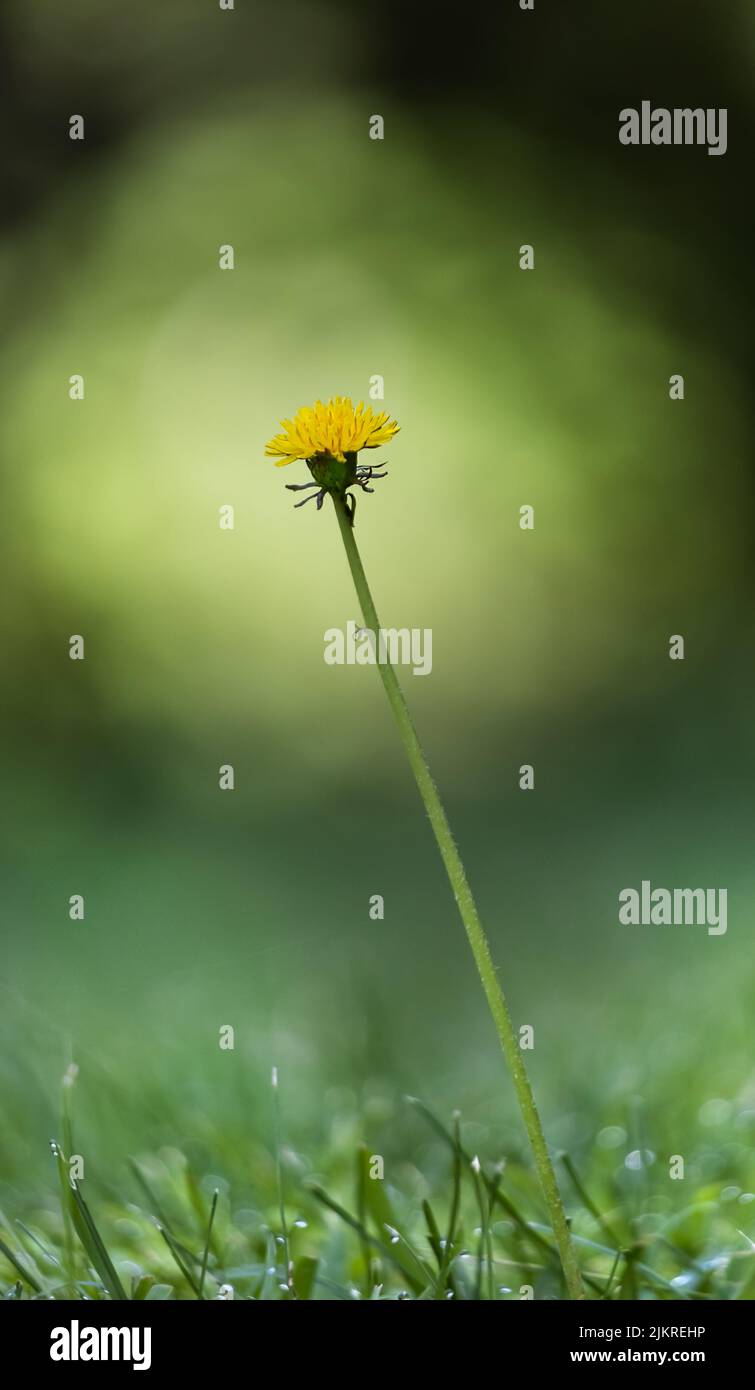 A single yellow dandelion, Taraxacum officinale, on a lush and blurred green background in summer or fall, Lancaster, Pennsylvania Stock Photo