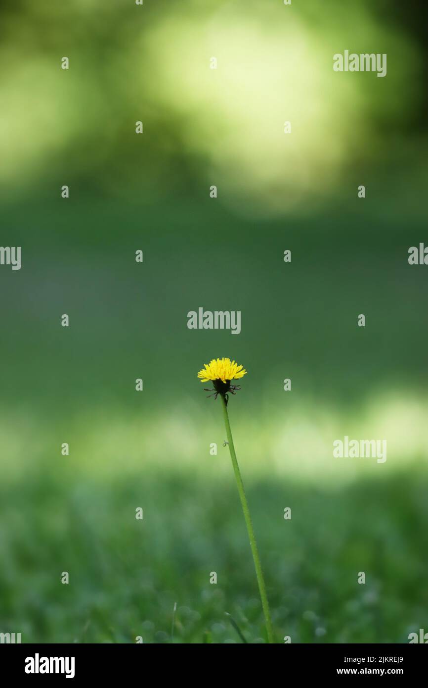 A single yellow dandelion, Taraxacum officinale, on a lush and blurred green background in summer or fall, Lancaster, Pennsylvania Stock Photo