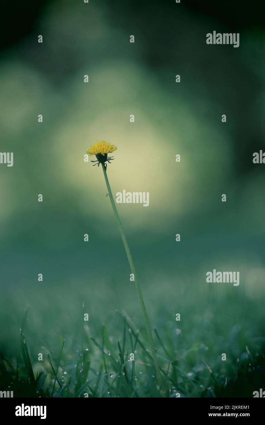 A single yellow dandelion, Taraxacum officinale, on a lush and blurred green background in summer or fall, Lancaster, Pennsylvania Stock Photo