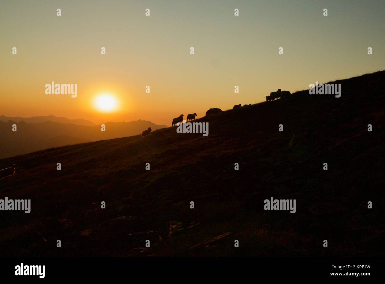 Sheep silhouette in front of sunset on a mountain top- Pic du Cabaliros, Pyrenees National Park. Hautes-Pyrénées, France. Inspirational orange sunset. Stock Photo
