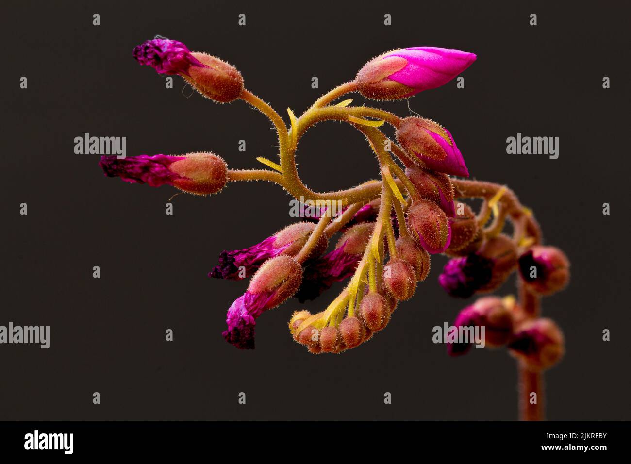 Cape Sundew, drosera capensis Buds flowers one bud at a time for 6 hours in a day, then dies back - the next bud flowers and the process repeats Stock Photo