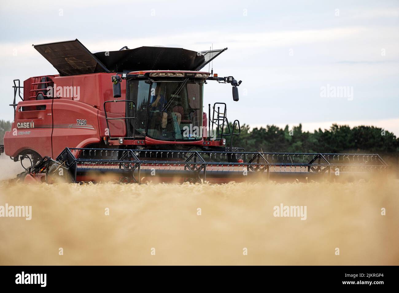 Wheat harvest 2022 Bawdsey Suffolk England Stock Photo