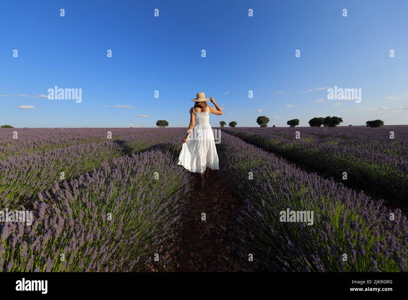 Back view of a woman wearing white dress and pamela hat walking across a lavender field Stock Photo