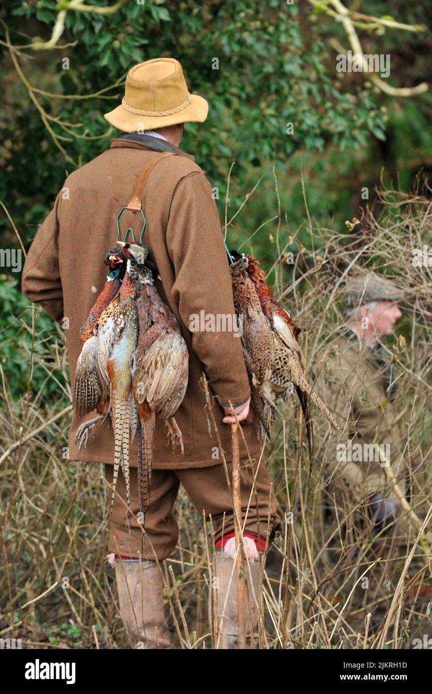 picking up dead pheasants on a pheasant shoot using a game carrier Stock Photo