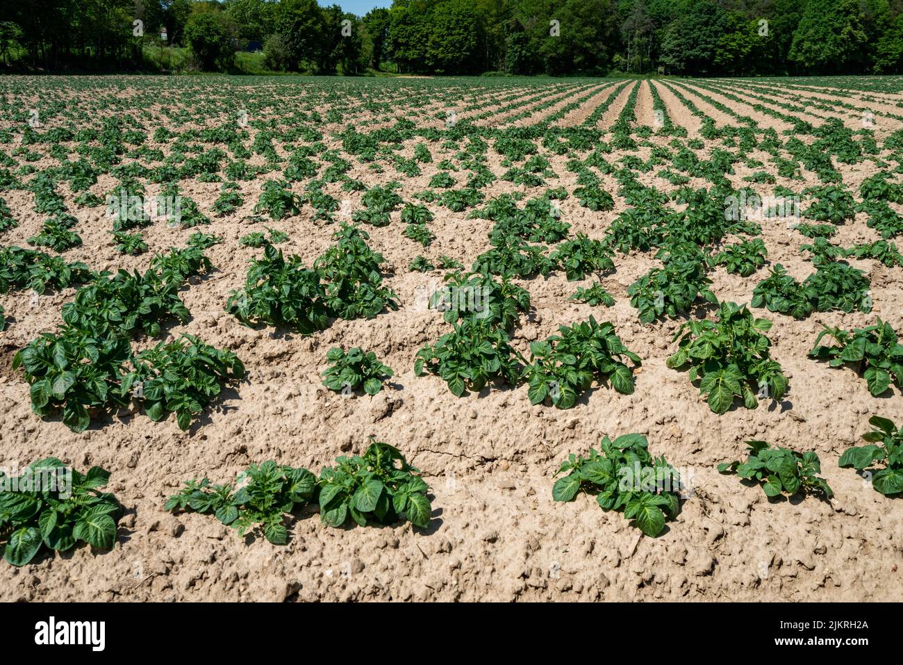 Green field of potato crops in a row Stock Photo