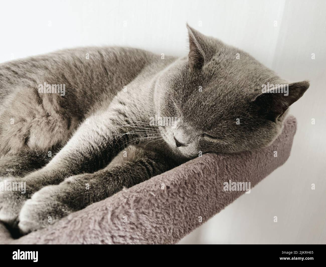 The British Shorthair Young Cute Cat Sleeping Stock Photo