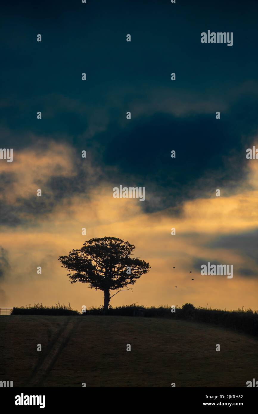 Tree on the horizon against dramatic sky Stock Photo