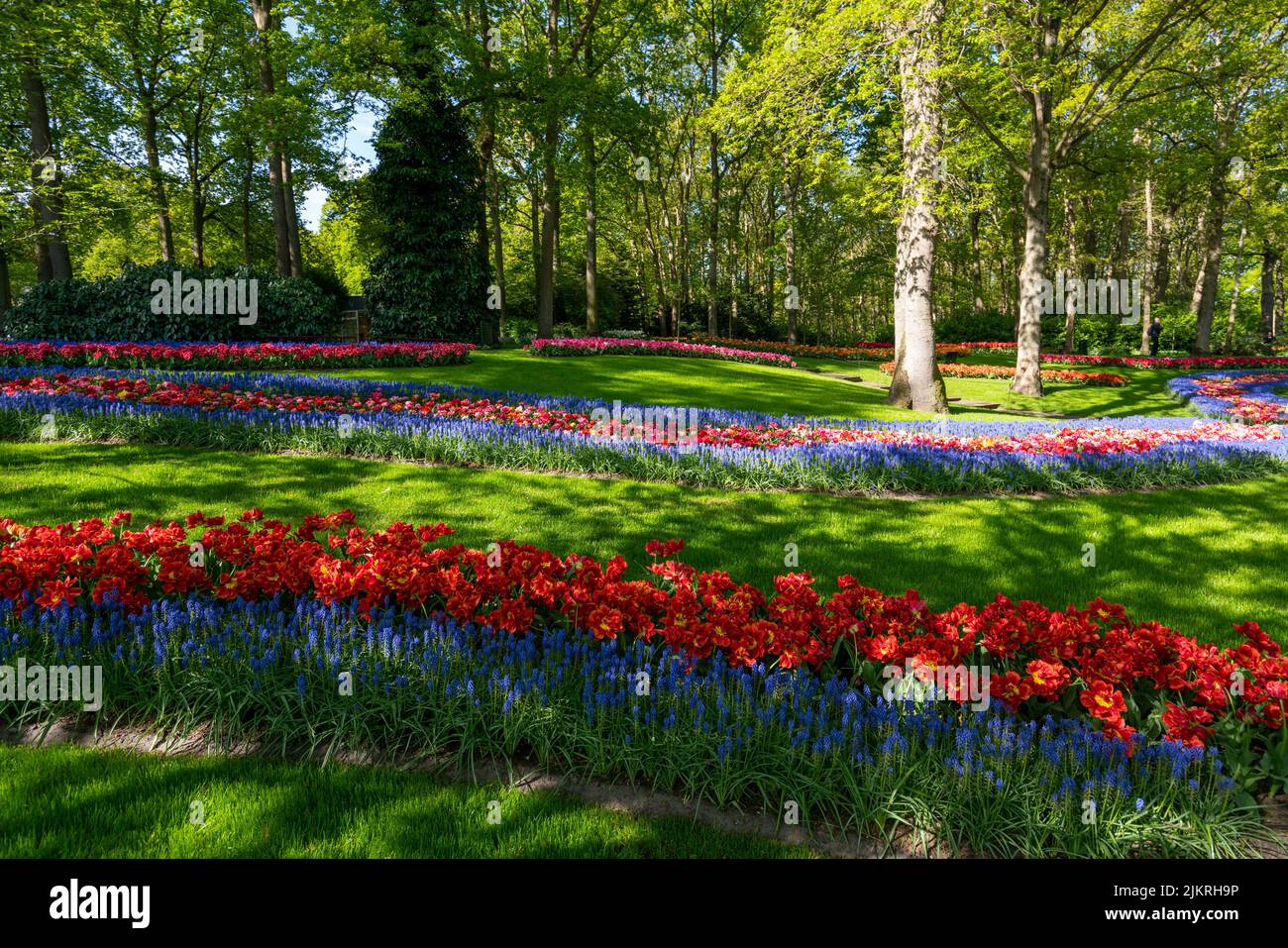 Colorful spring flowers in the park. tulip flowers on the Field Stock Photo