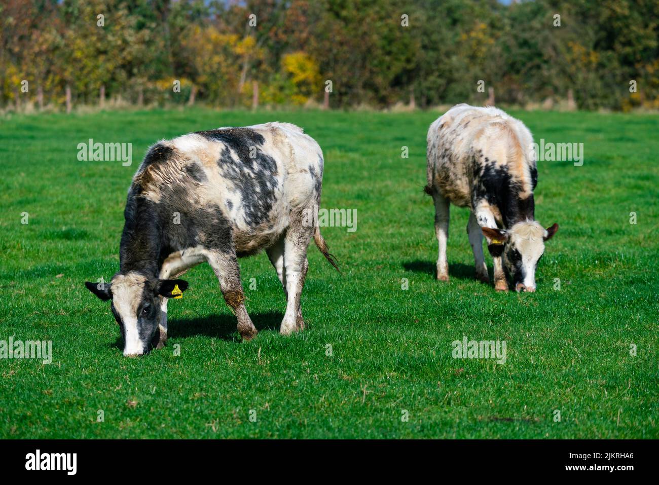Dairy cows grazing on lush green pasture Stock Photo - Alamy