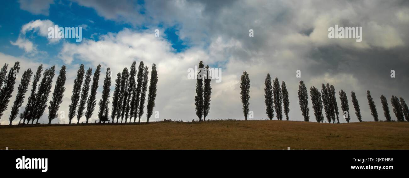 Group of poplars on the horizon against cloudy sky in Somerset, England Stock Photo