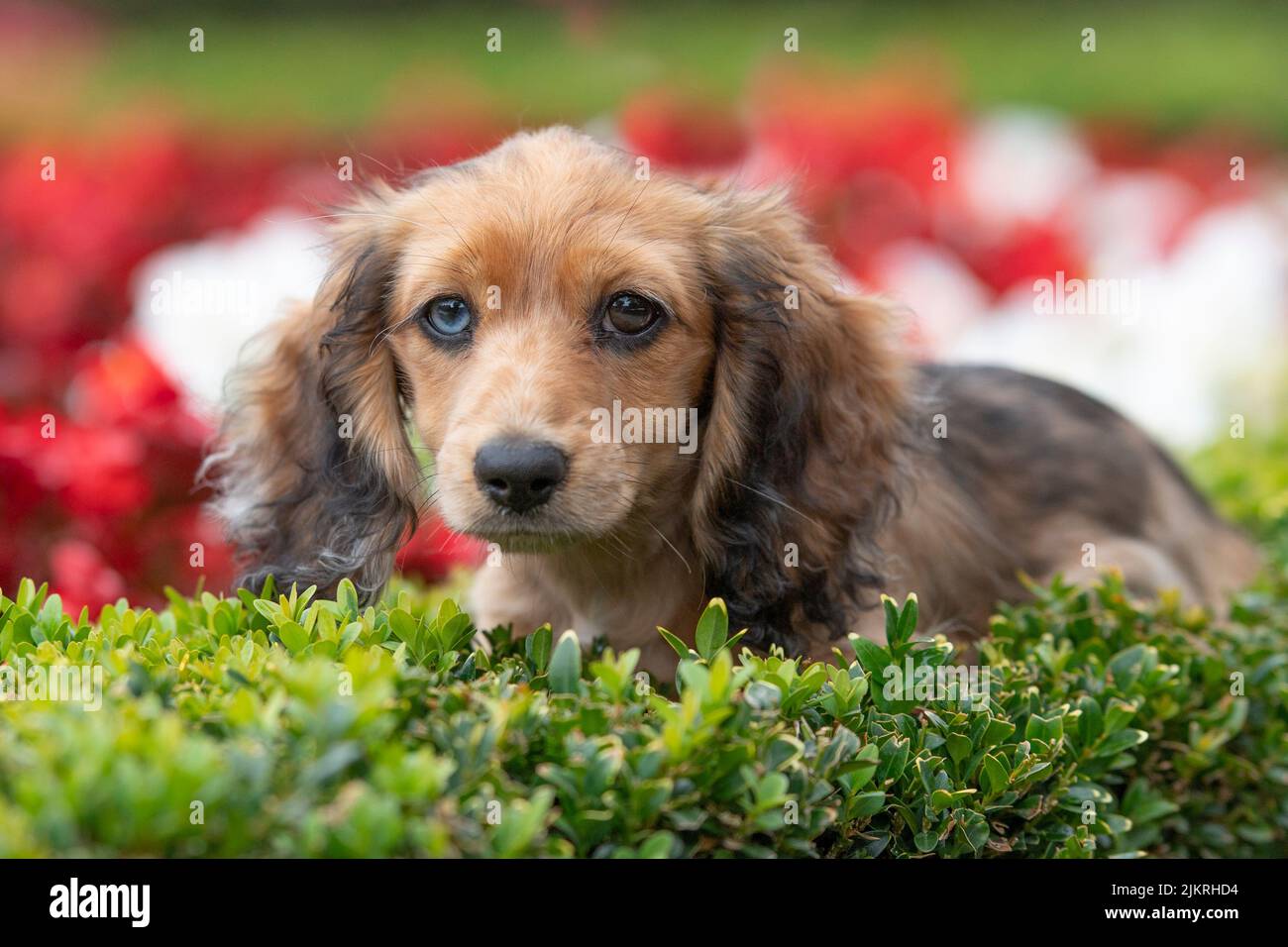 miniature longhaired dachshund puppy Stock Photo