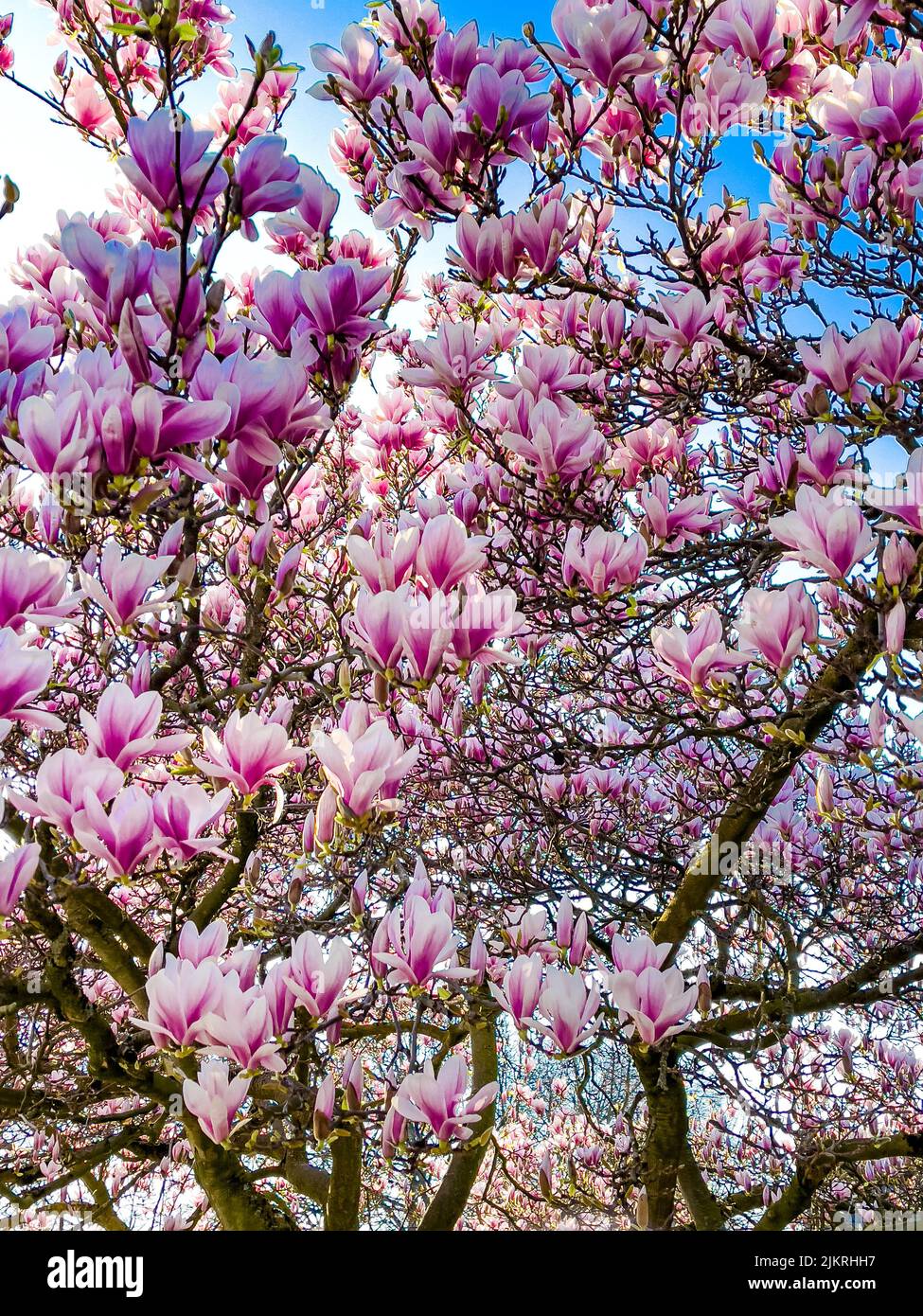 Pink magnolia tree blossom against blue sky Stock Photo