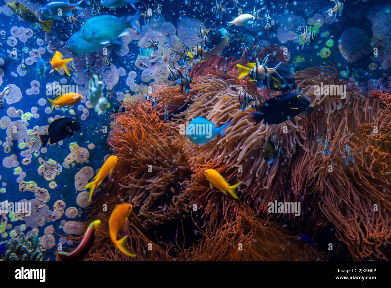 Underwater scene. Coral reef, fish groups in clear ocean water Stock