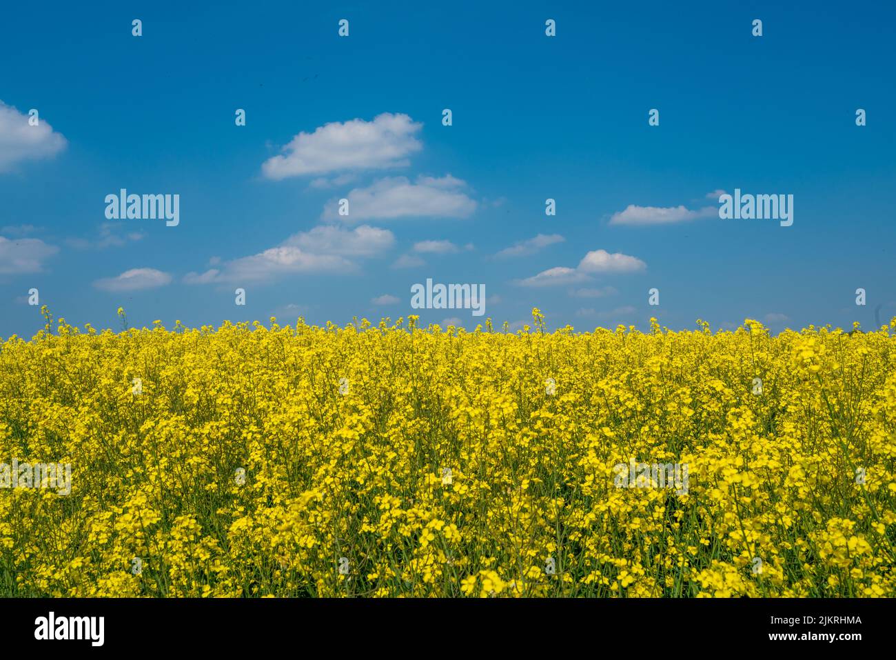 Yellow rapeseed field flowering in farmland in countryside , spring landscape under blue sky on sunny day in springtime, nature background Stock Photo