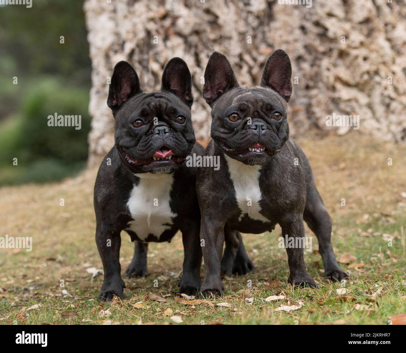 two French Bulldogs Stock Photo