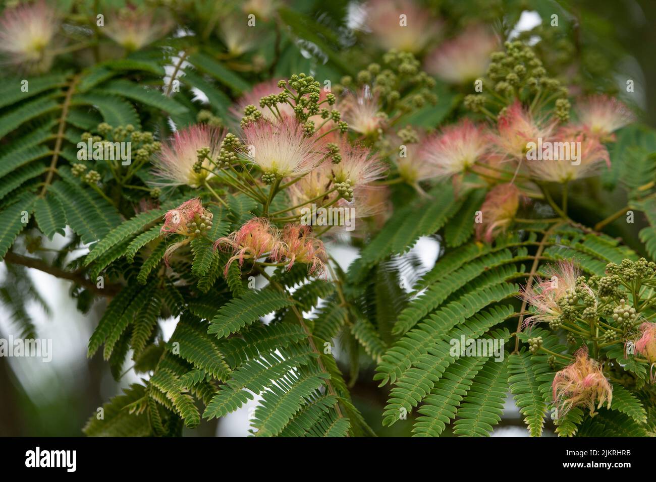 Persian silk , Albizia julibrissin tree Stock Photo