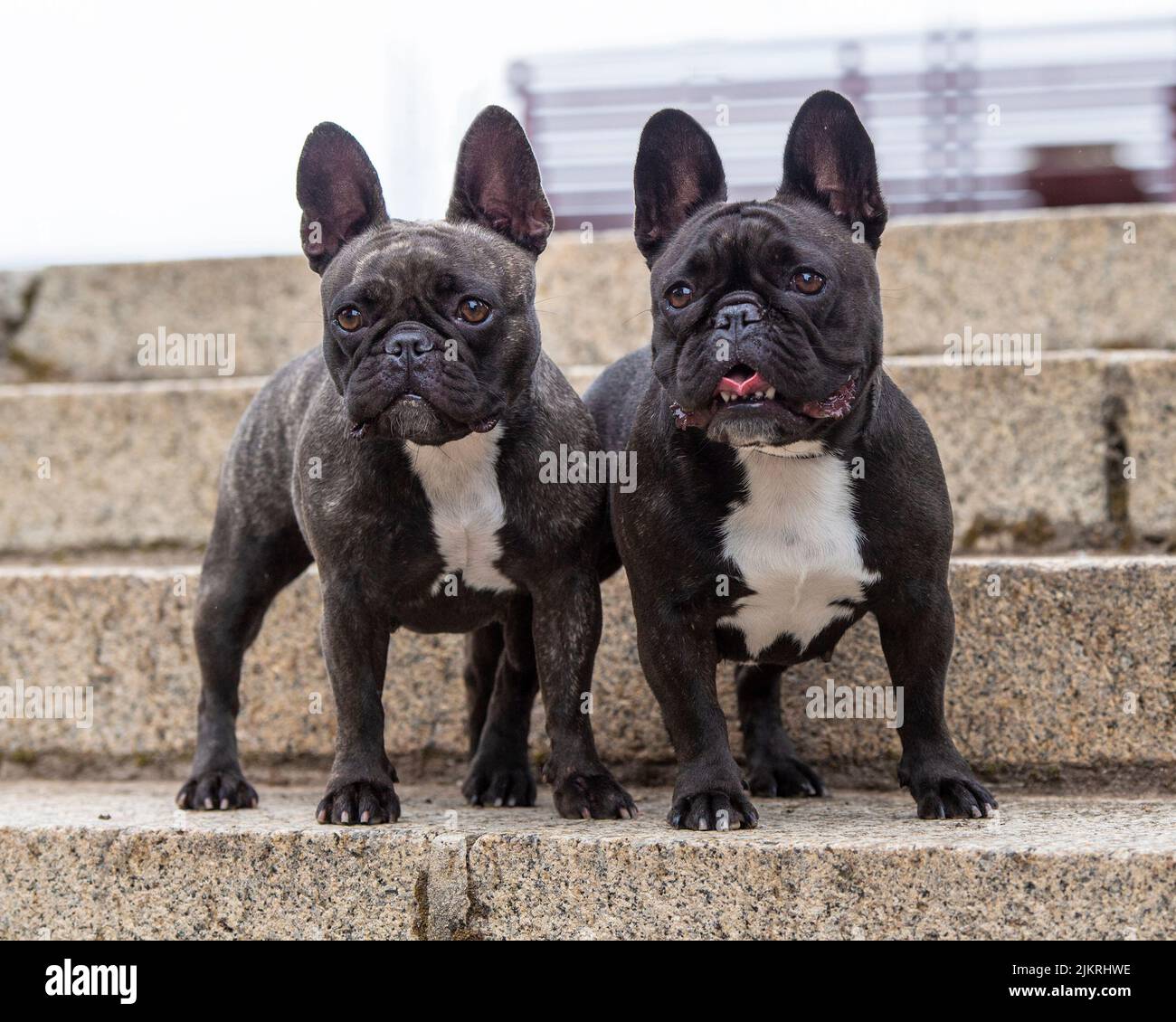 two French Bulldogs Stock Photo