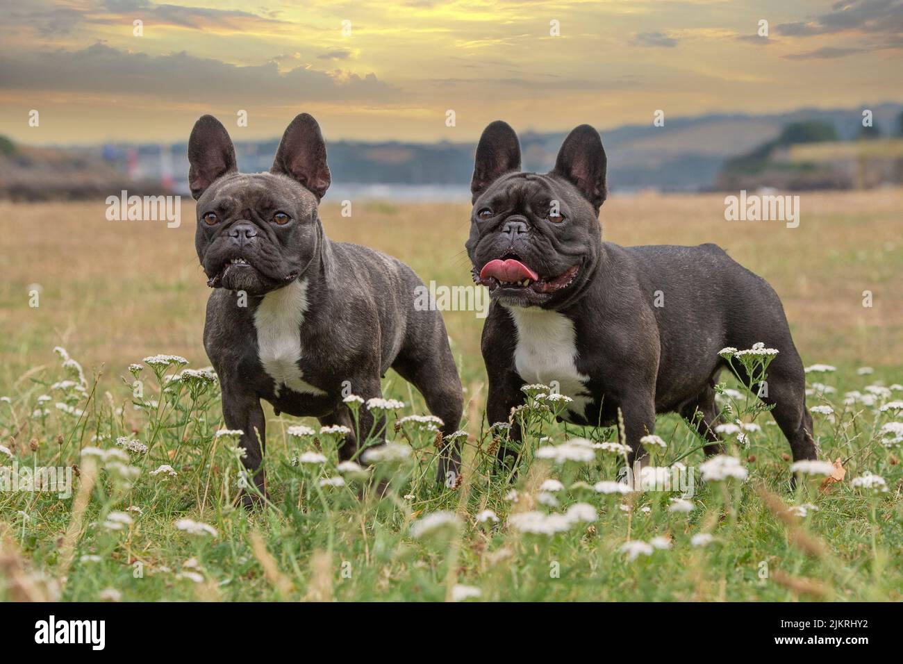 French Bulldogs Stock Photo