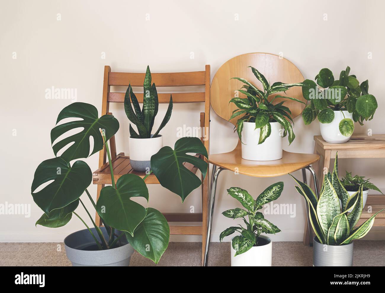 A variete of home plants: monstera, dieffenbachia, sansevieria, pilea on the chairs in the room, indoor garden concept Stock Photo