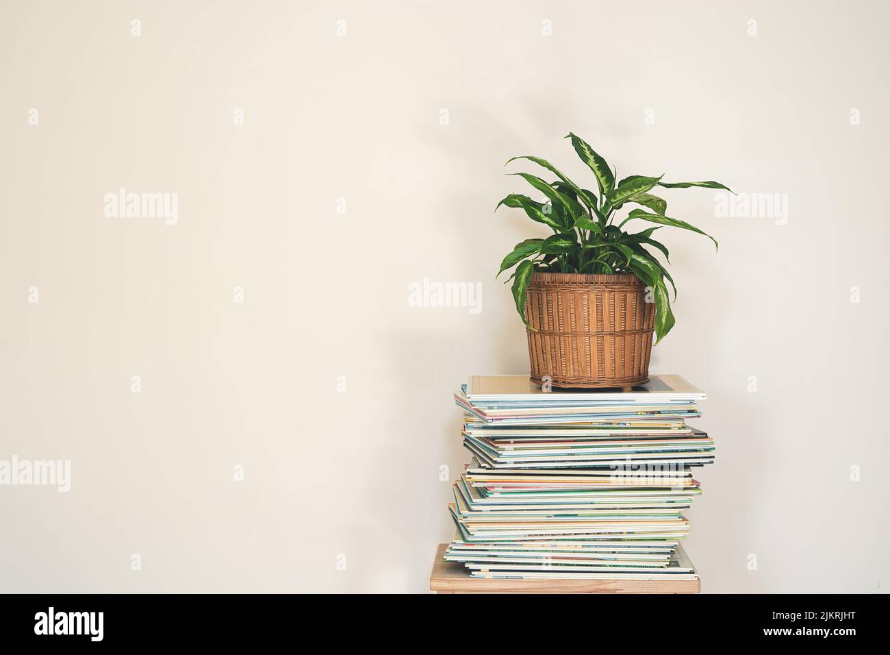 Dieffenbachia or Dumb cane plant in wicker flower pot on a stack of books on a light background, minimalist and scandinavian style, copy space Stock Photo