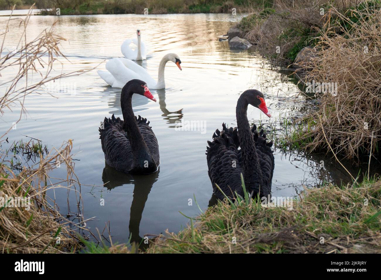 Black and white swans together. Two couples of swans swimming in a pond. Cygnus atratus and Cygnus olor. Stock Photo