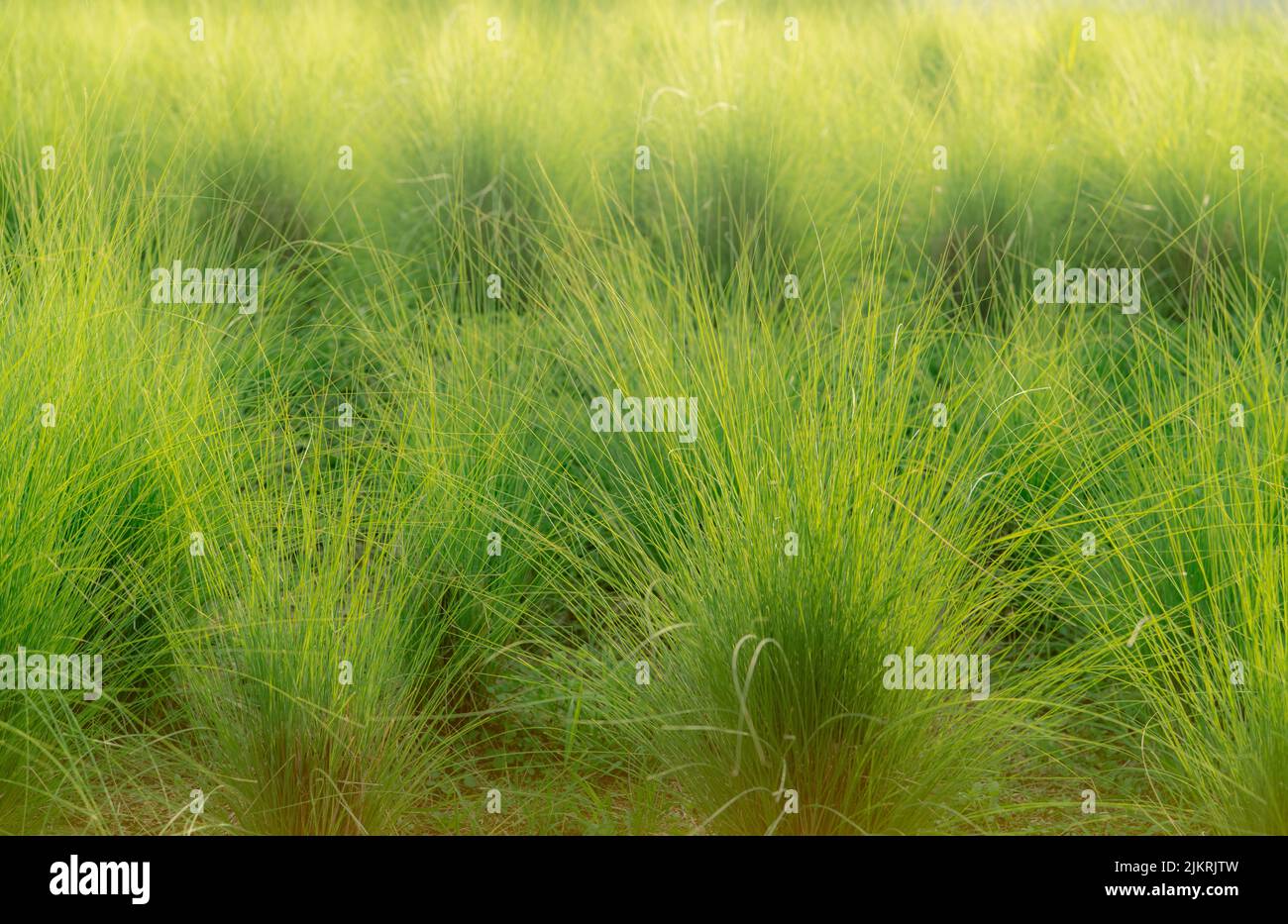 Green vetiver grass field. Vetiver System is used for soil and water conservation, mitigation and rehabilitation, and sediment control. Organic glue Stock Photo