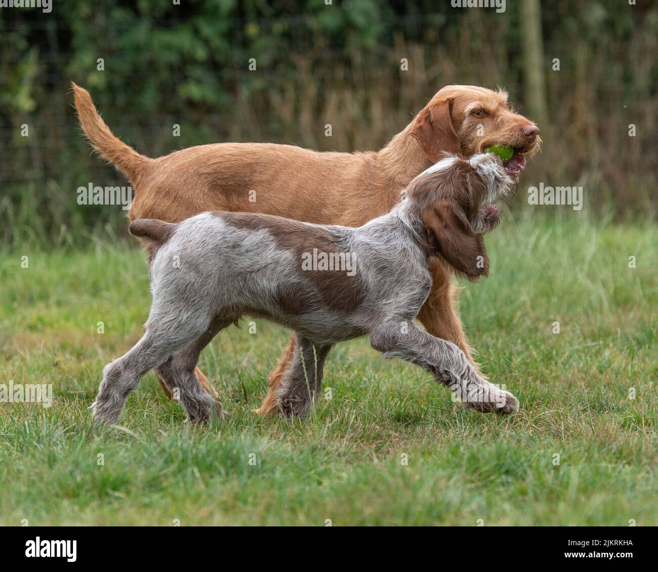 Hungarian Wirehaired Vizsla and italian Spinone Stock Photo