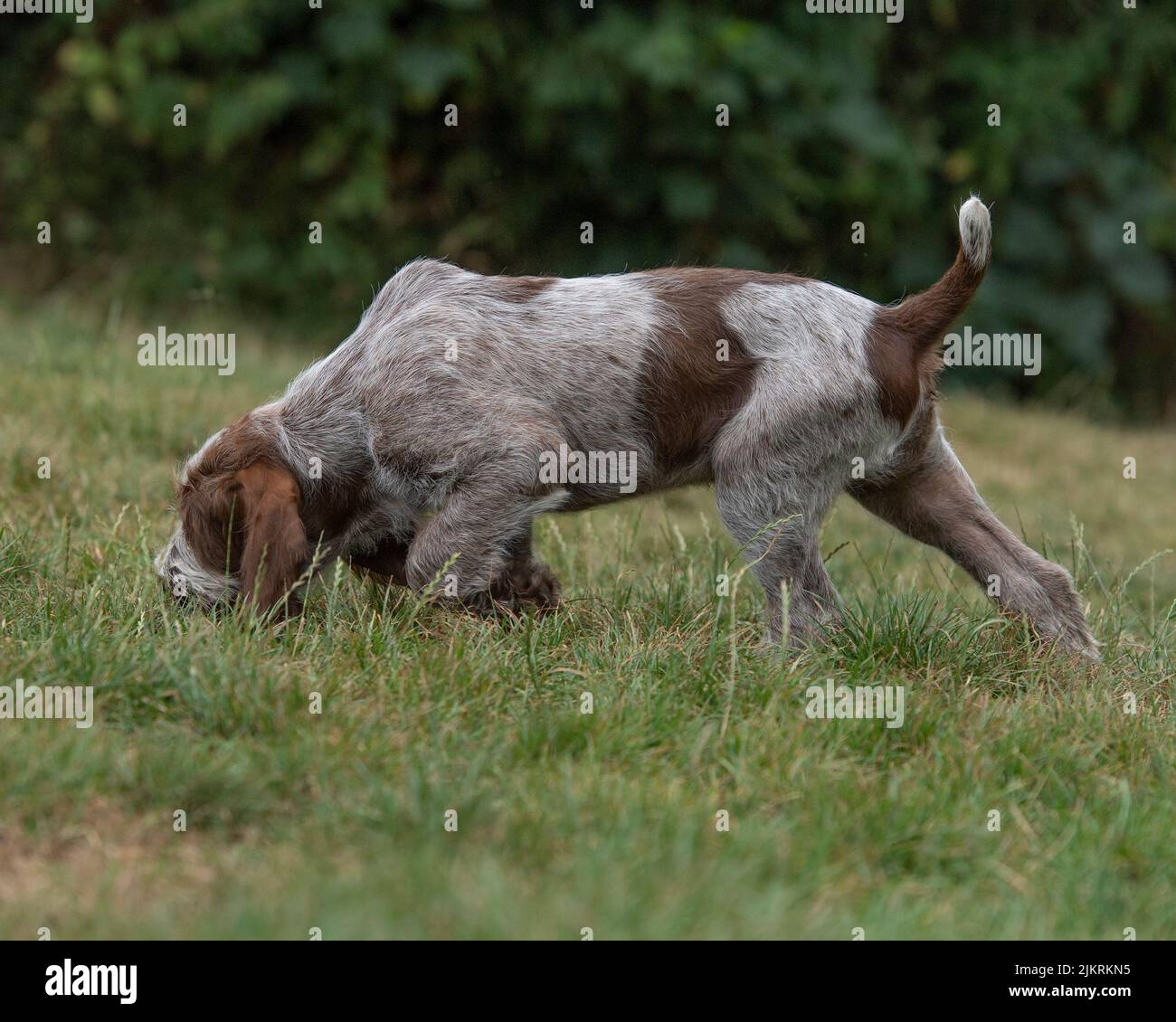 Italian Spinone puppy hunting Stock Photo