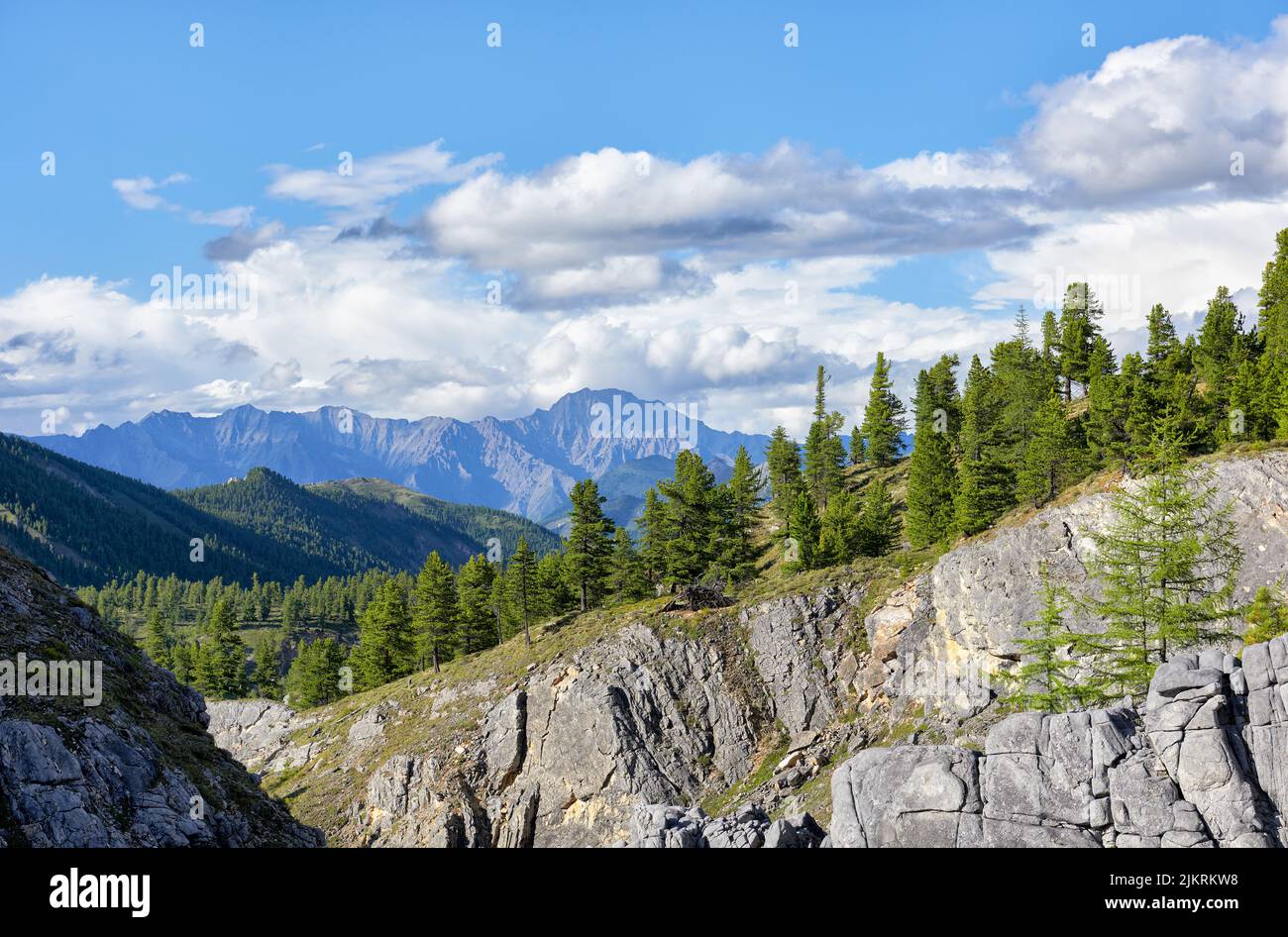 Mountain slope overgrown with Siberian cedars on a beautiful summer day. Mountain taiga. Eastern Sayan. Buryatia Stock Photo