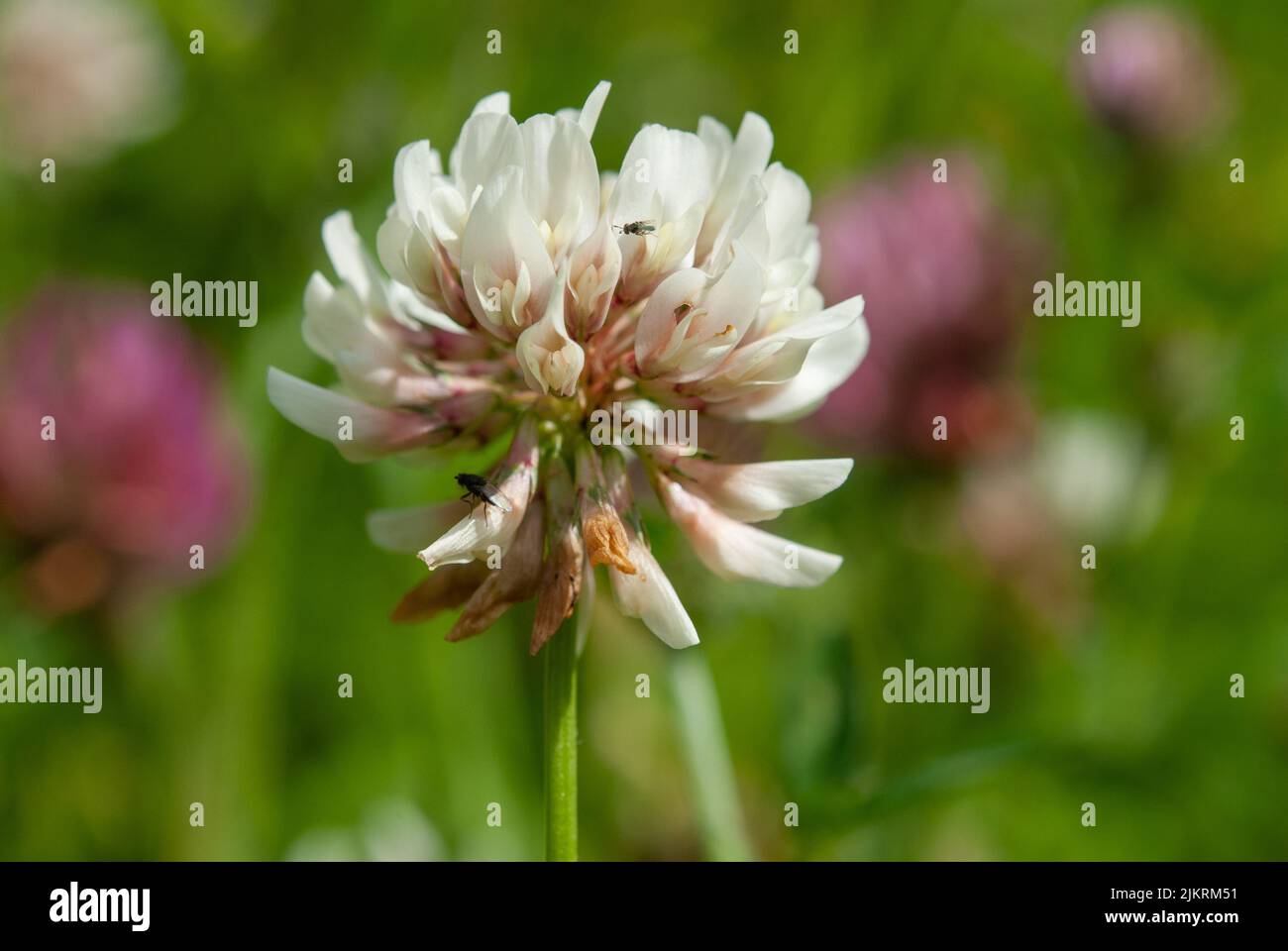 clover (Trifolium pratense Stock Photo - Alamy