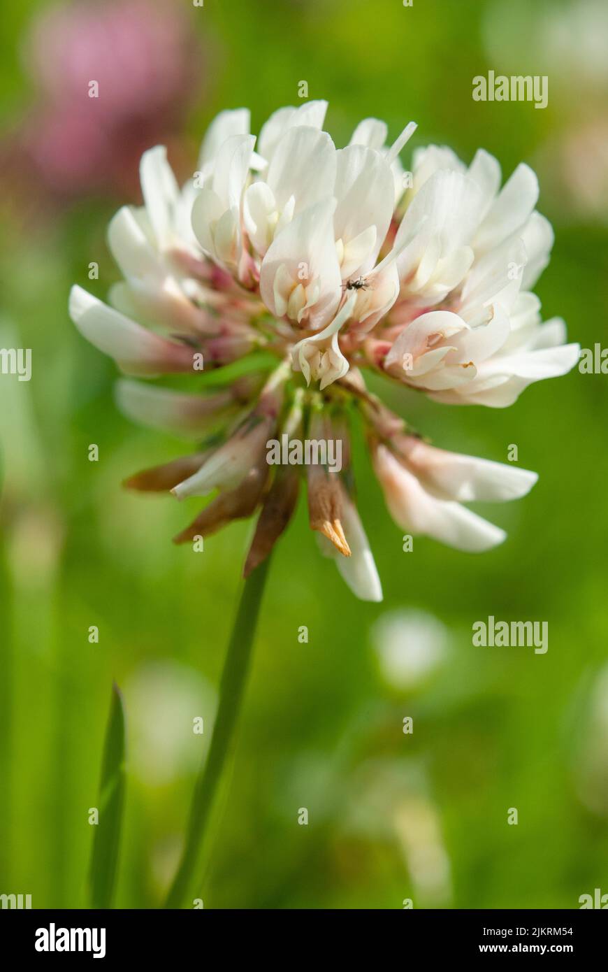 clover (Trifolium pratense Stock Photo - Alamy