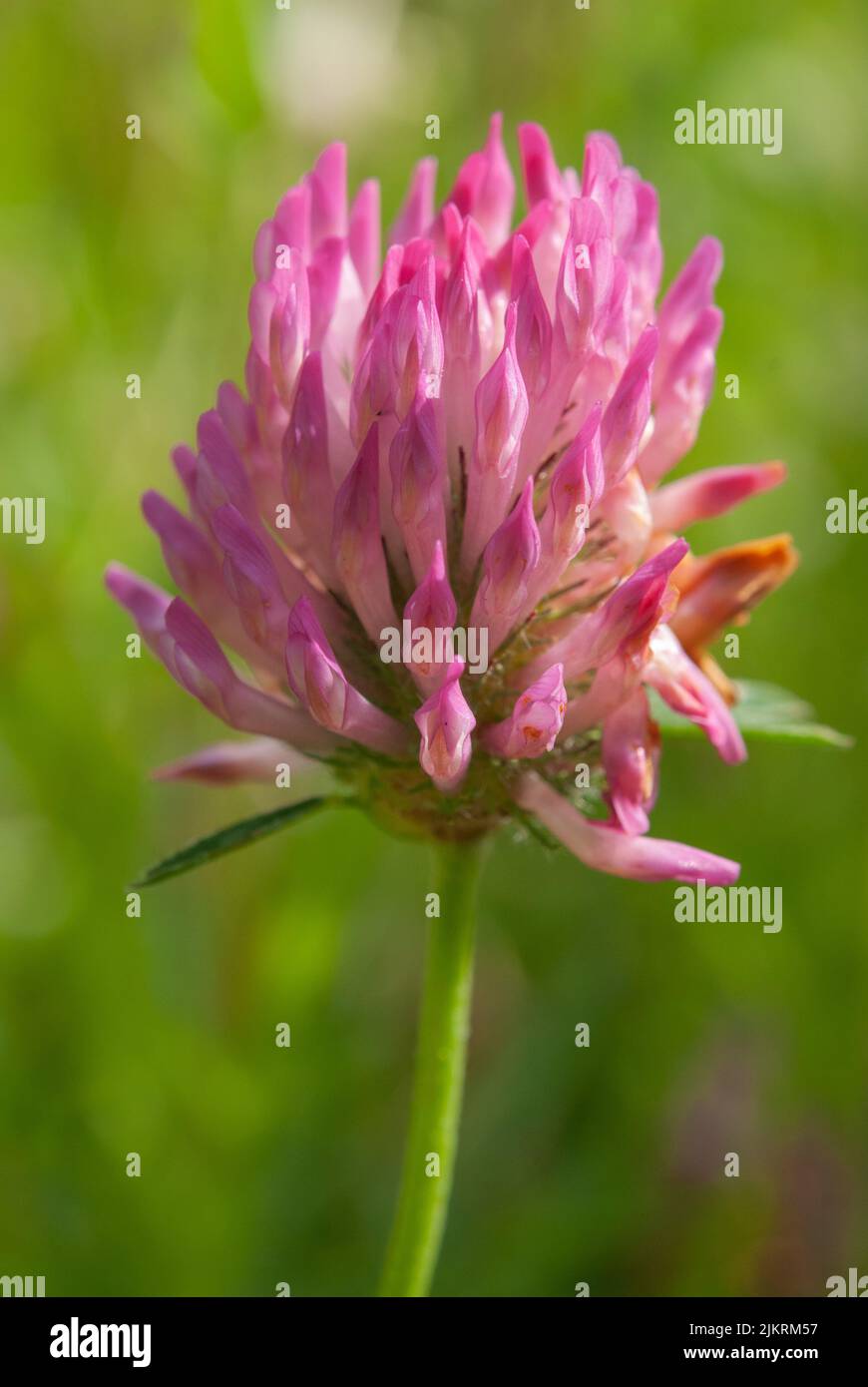 Red Clover Tops - Trifolium Pratense Dried Whole Leaf & Flower By Nature Tea | 2 Oz Herbal Tea Loose Leaf