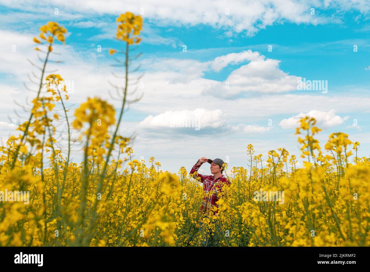 Female farm worker wearing red plaid shirt and trucker's hat standing in cultivated rapeseed field in bloom and looking over crops, selective focus Stock Photo