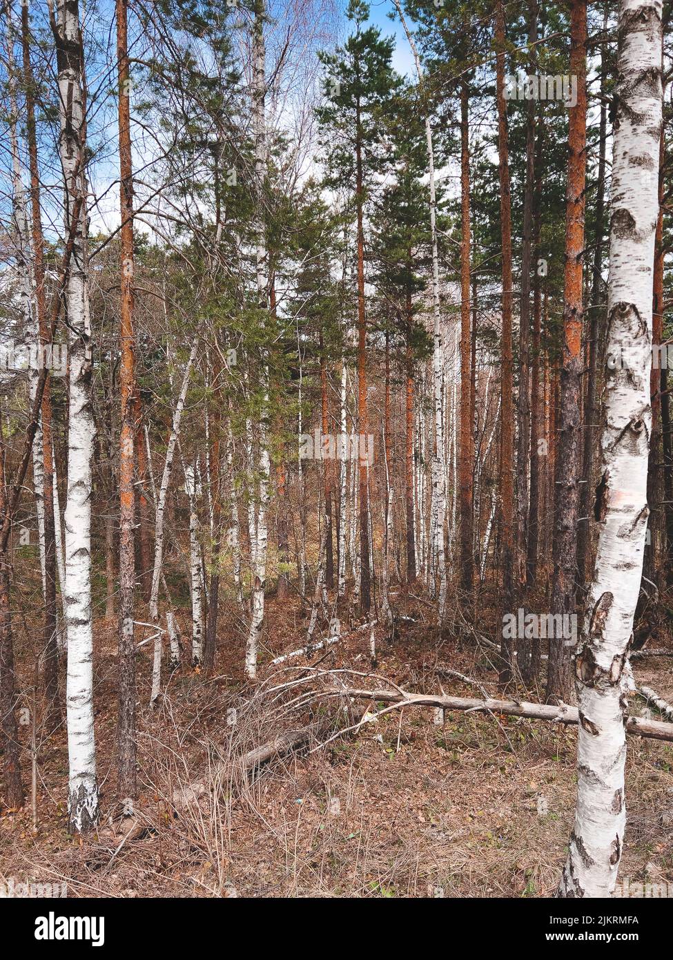 White birch and pine tree woodland landscape at Divcibare, Serbia in overcast springtime day Stock Photo