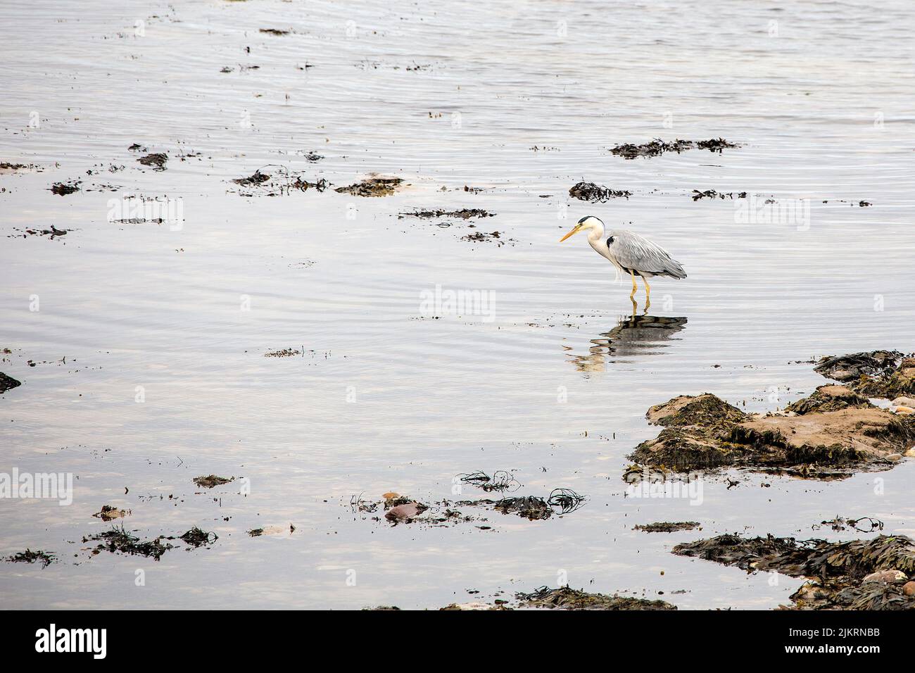 A heron patiently watches the sea at the beach at Portgordon