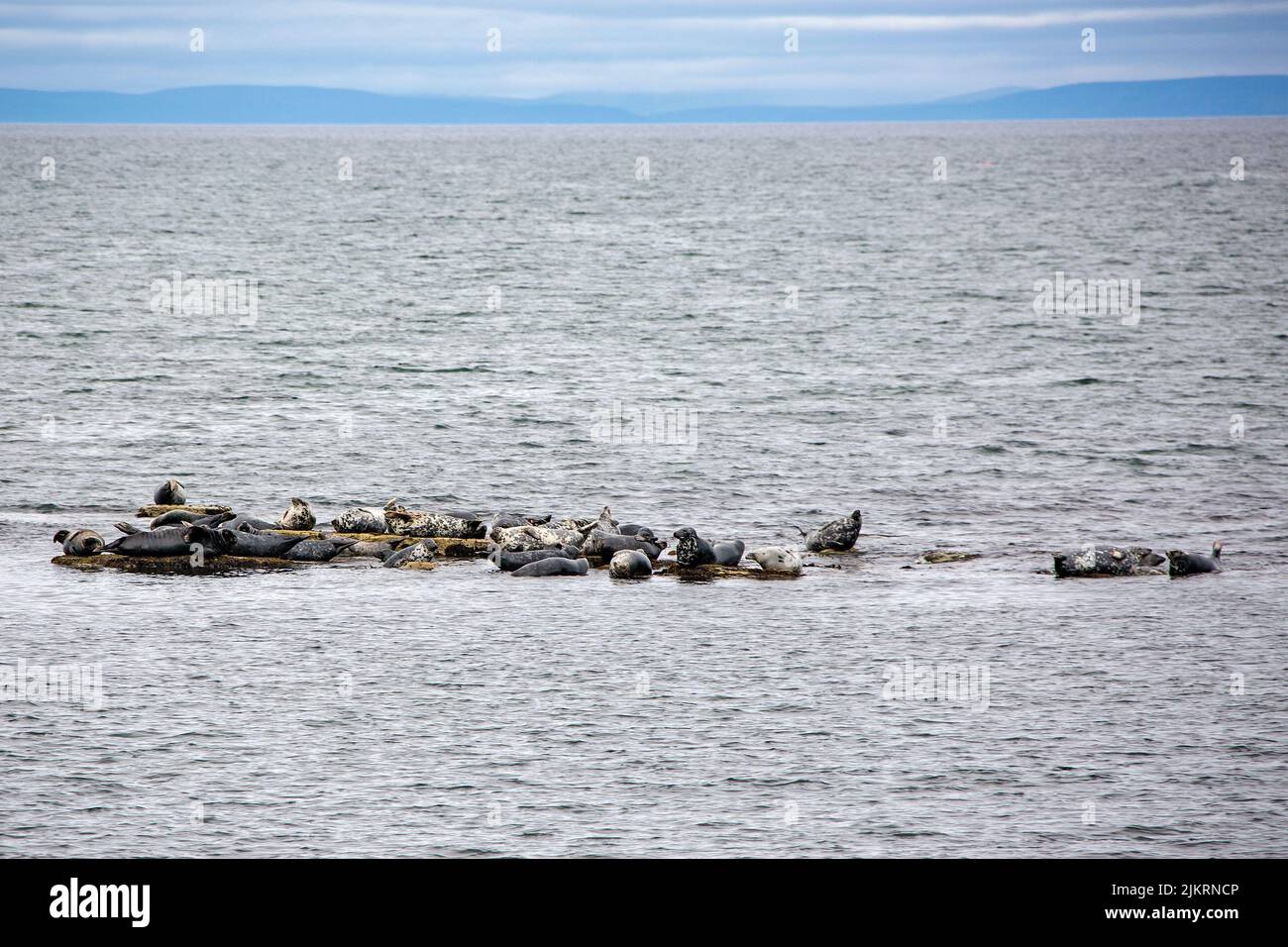 A colony of grey seals bask off the beach at Portgordon,Morayshire