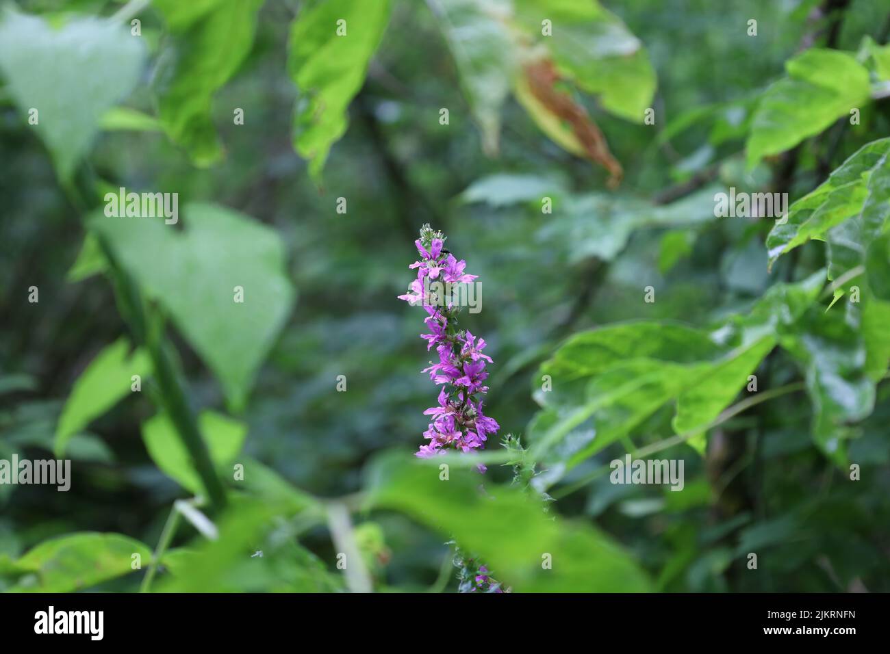 Lythrum salicaria flowers in the summer forest Stock Photo