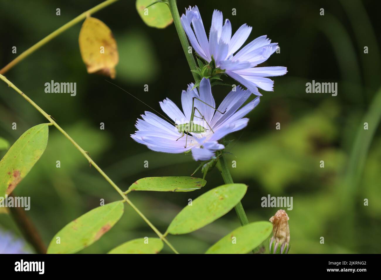 speckled bush-cricket in the summer forest, common chicory in the summer meadow Stock Photo