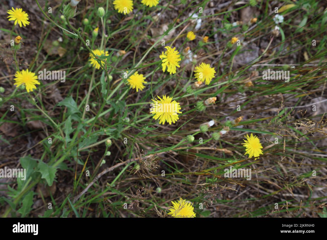 Crepis foetida flowers in the summer forest Stock Photo