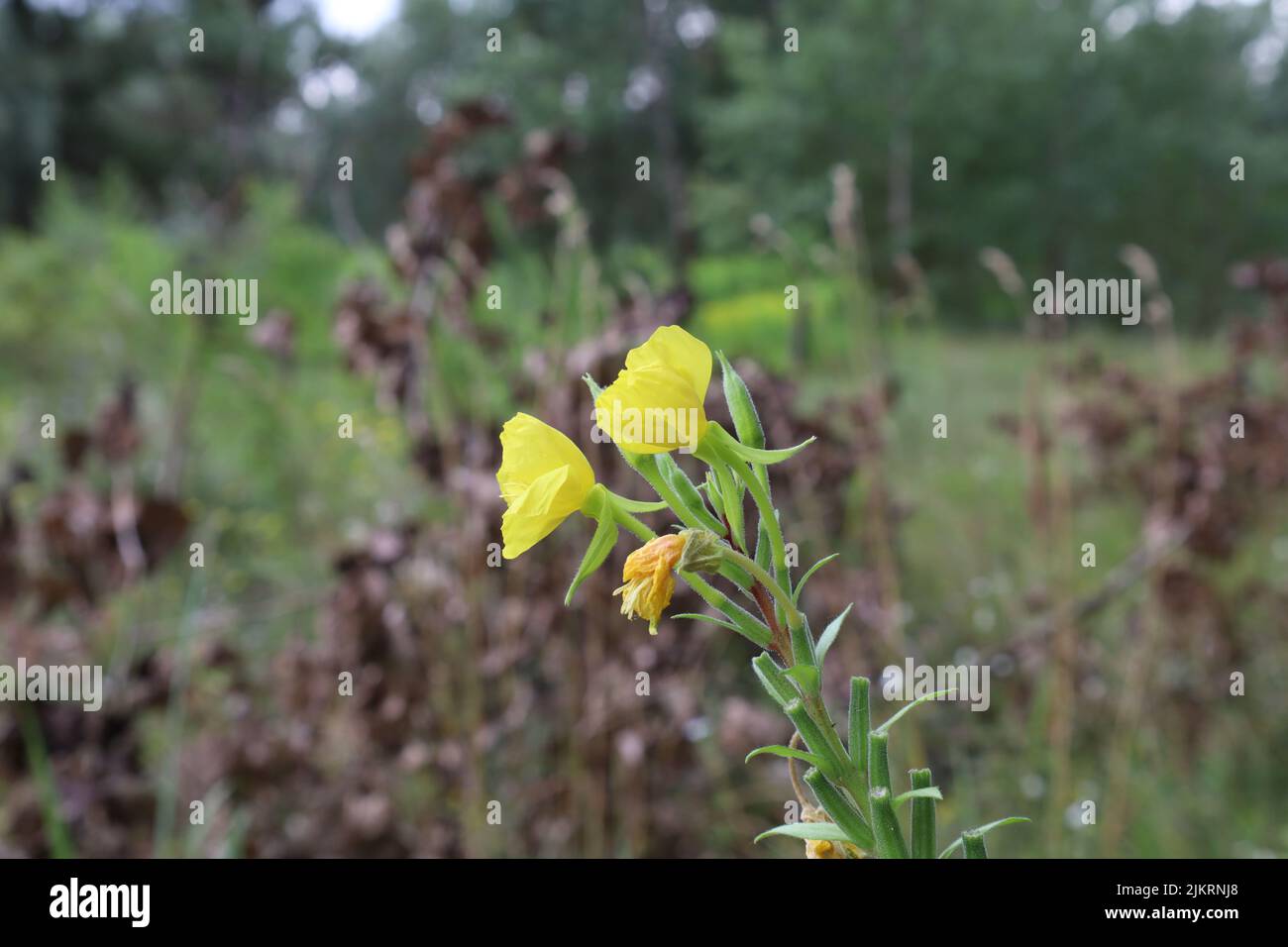 common evening-primrose flower in the summer meadow Stock Photo
