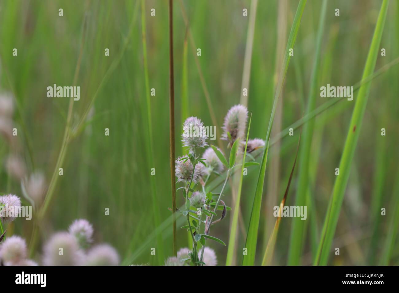 Trifolium arvense, flowers in the summer meadow Stock Photo