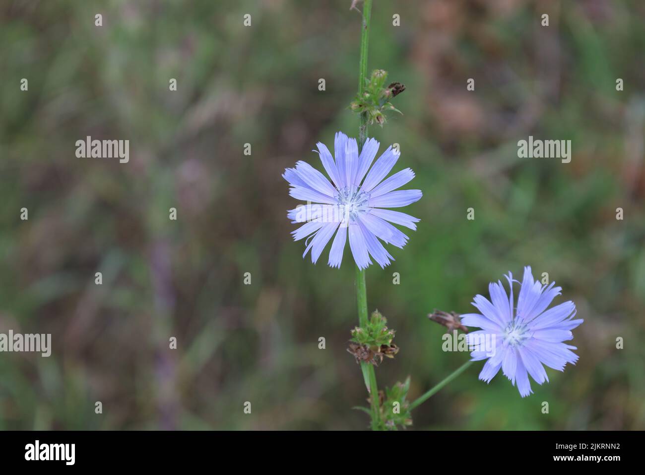 Common chicory in the summer meadow Stock Photo