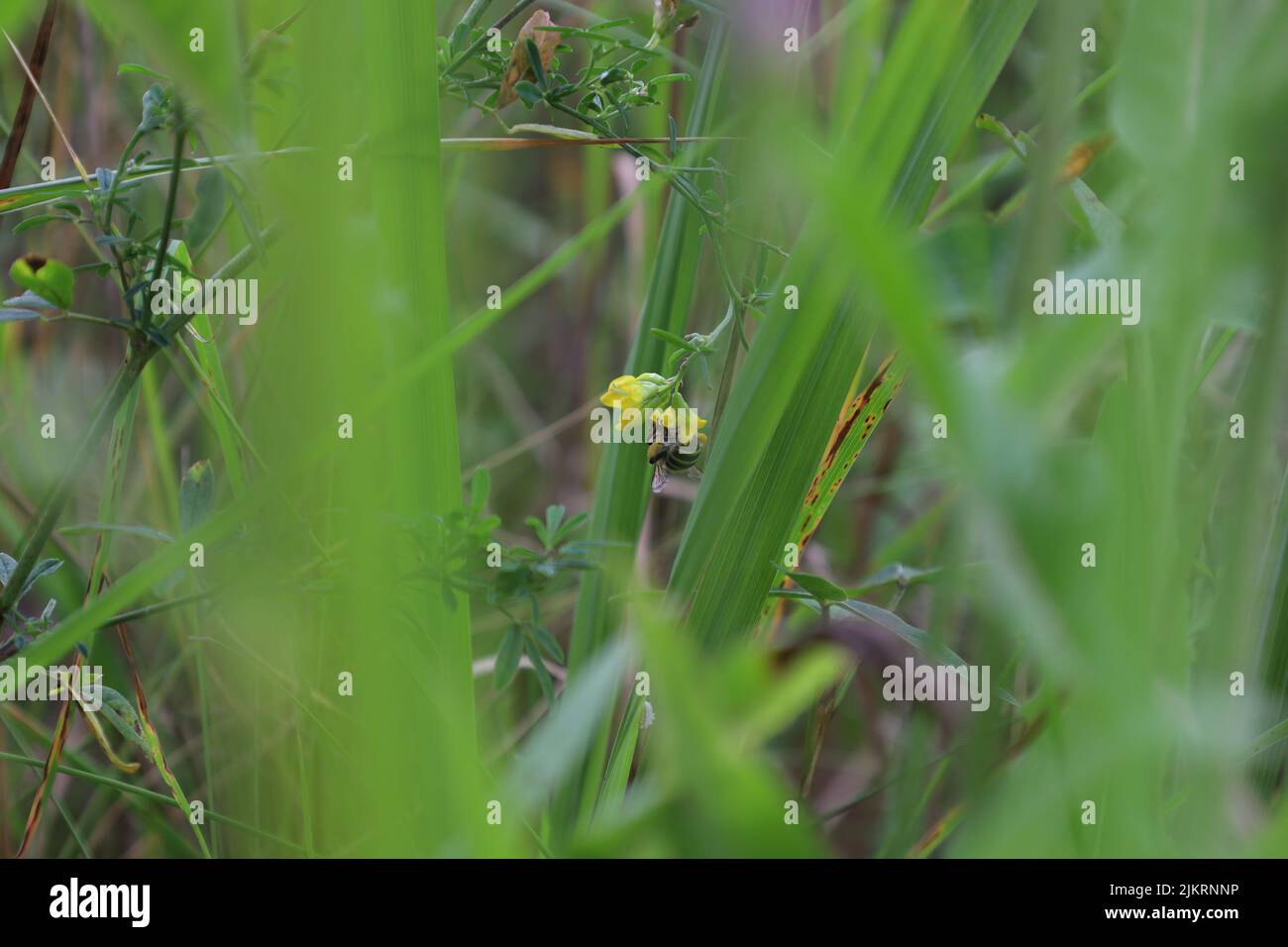 Bee in green grass macro hi-res stock photography and images - Alamy