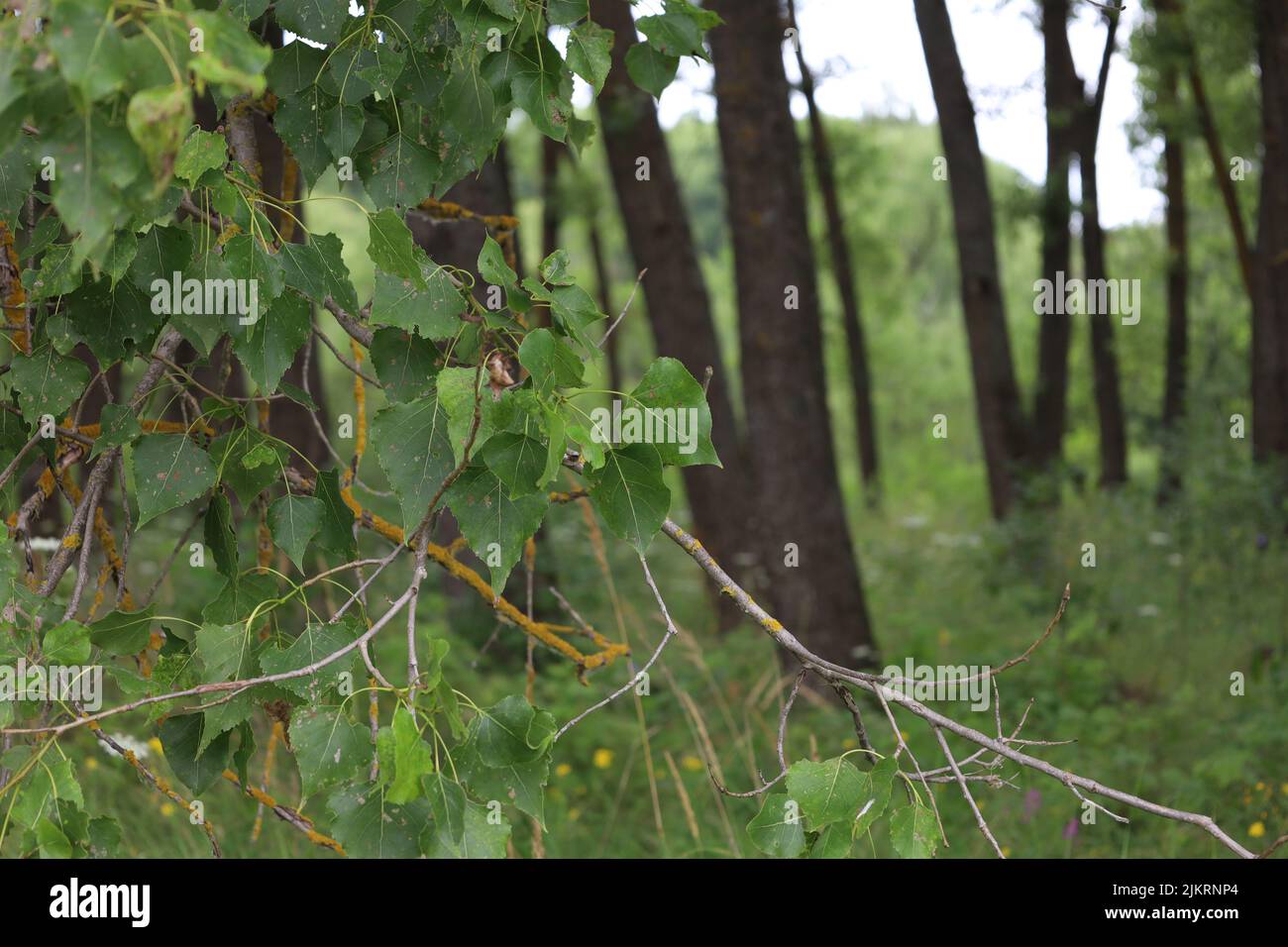 Birch tree in the summer forest Stock Photo Alamy