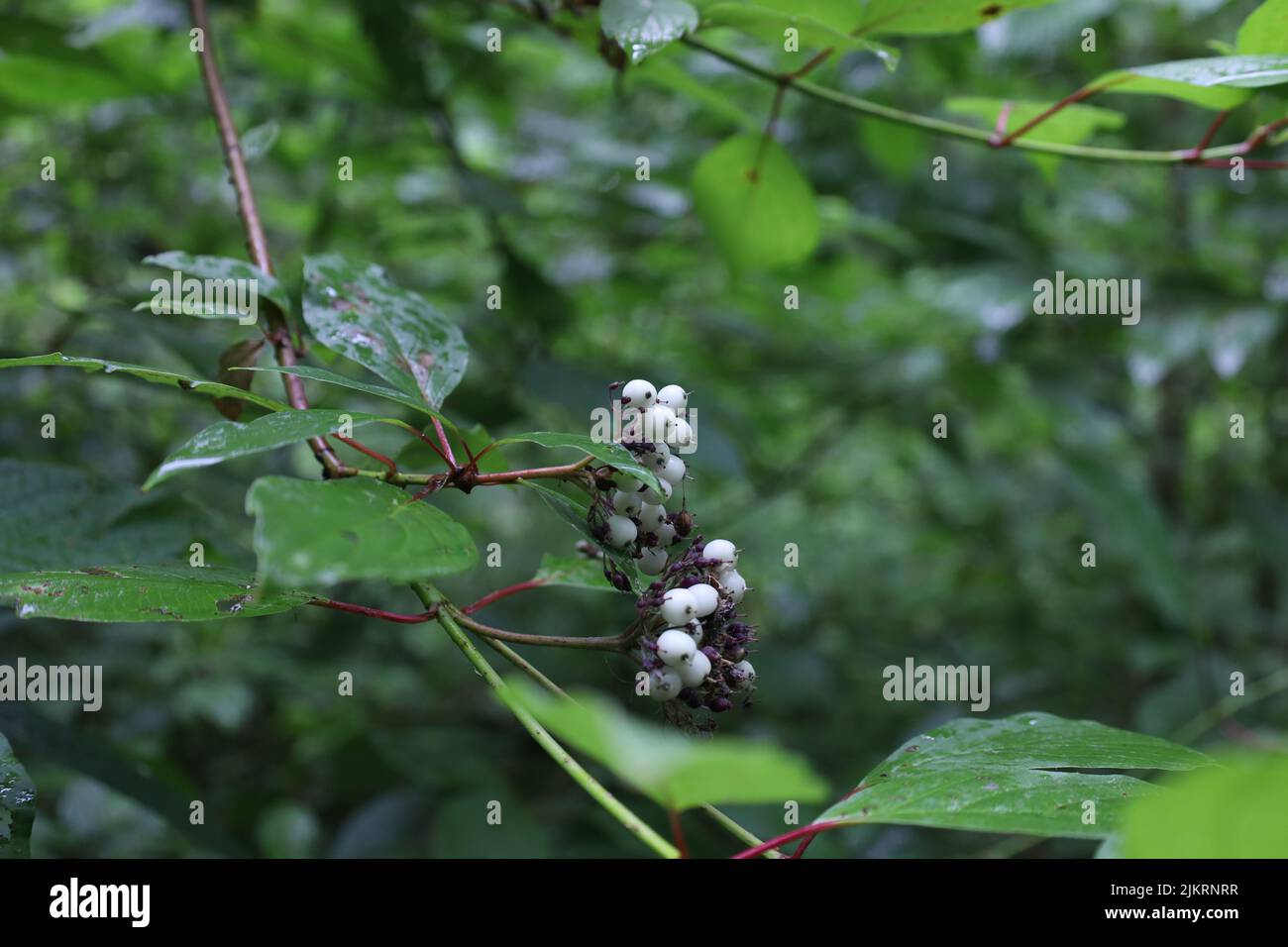 Cornus alba in the summer forest, white or Siberian dogwood Stock Photo