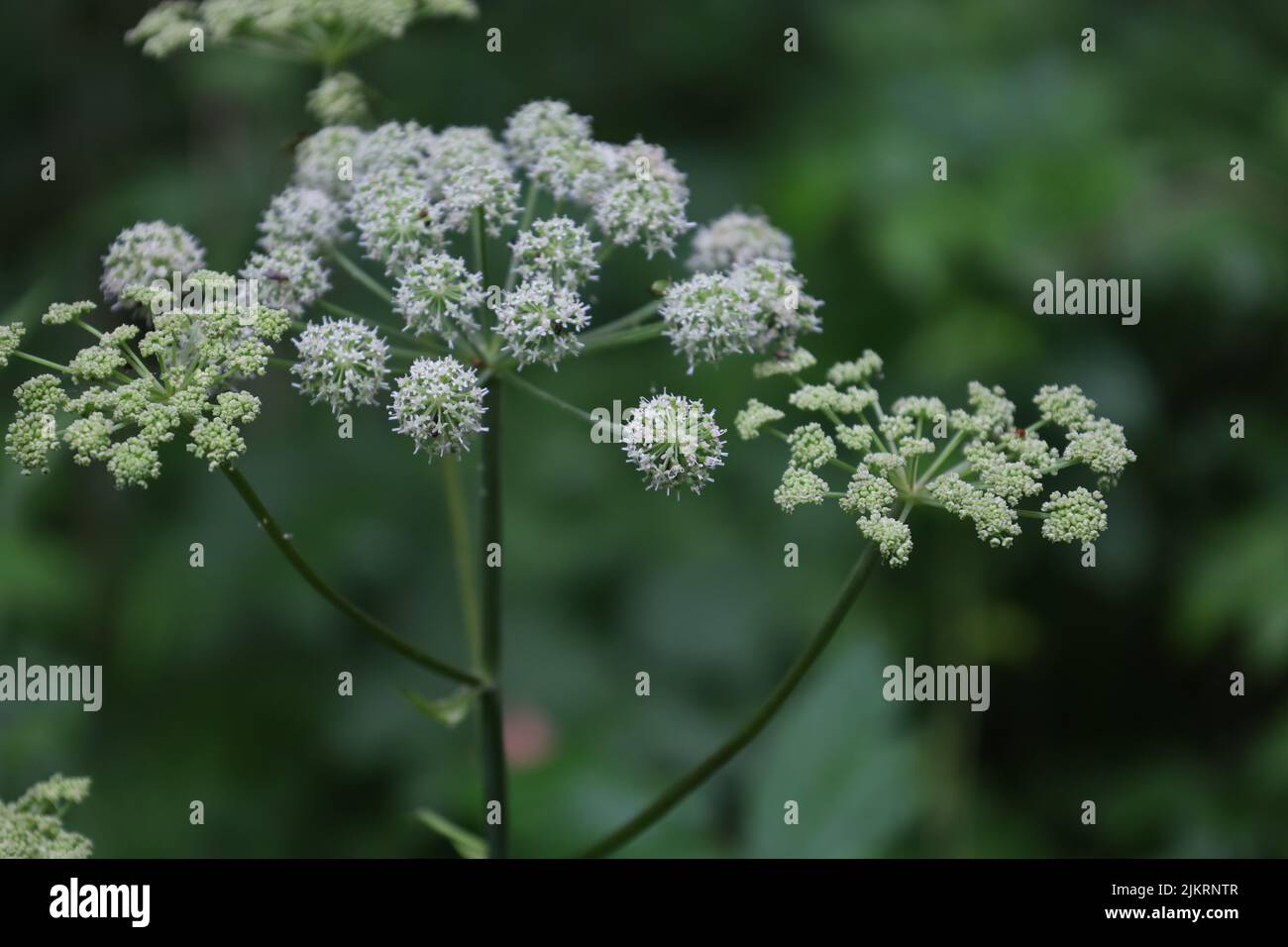 Wild angelica flowers in the summer forest, Angelica sylvestris flowers