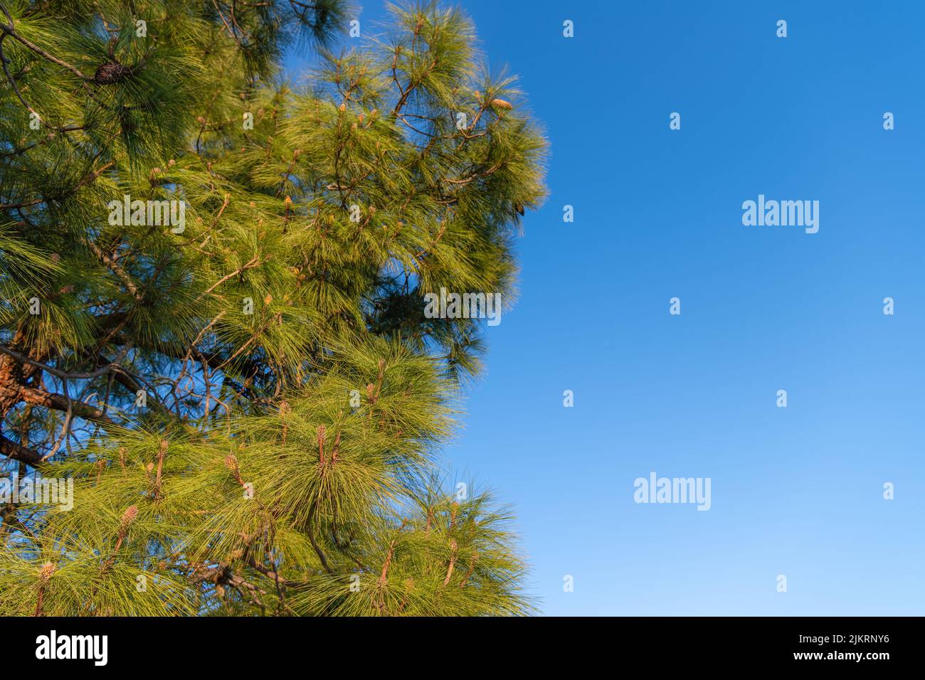Coniferous pine tree pinetree sky background, copy space Stock Photo