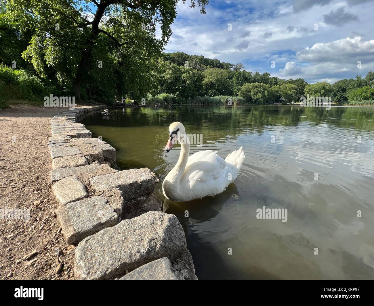 Single swan on the water in Prospect Park, Brooklyn, New York. Stock Photo