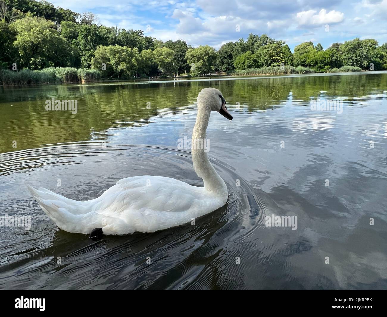 Single swan on the water in Prospect Park, Brooklyn, New York. Stock Photo
