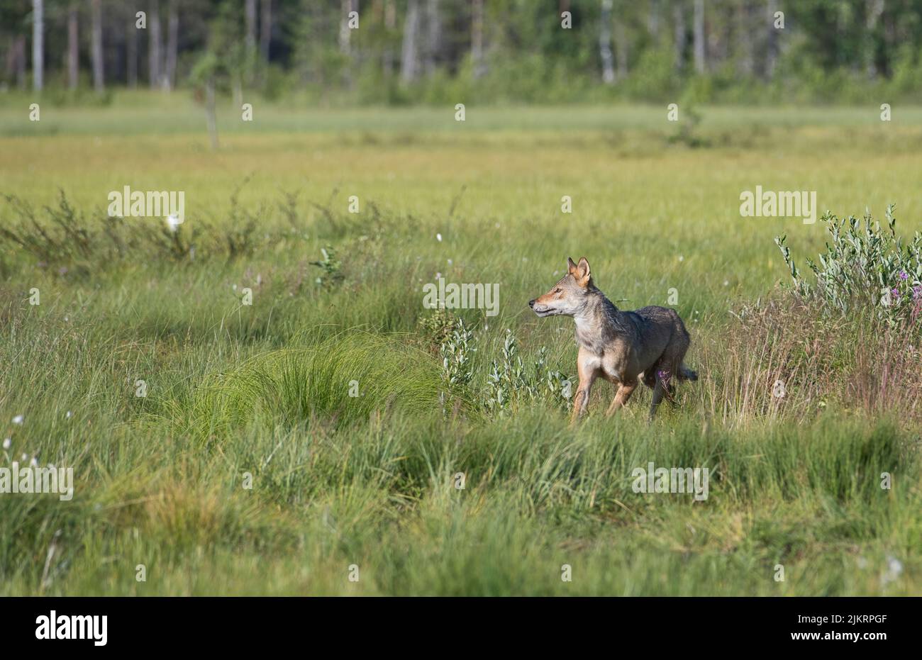 Wolf (Canis lupus) moving through a clearing in the taiga forest of Finland Stock Photo